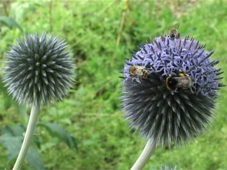 Museum Insel Hombroich : Gartenanlage